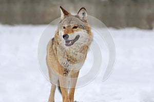 Gray wolf photo