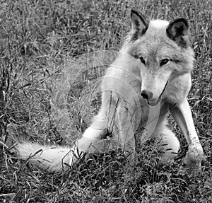 Gray wolf or grey wolf Canis lupu