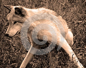 Gray wolf or grey wolf Canis lupu