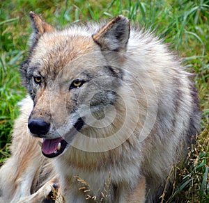 Gray wolf or grey wolf Canis lupu