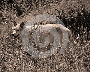 Gray wolf or grey wolf Canis lupu