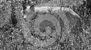 Gray wolf or grey wolf Canis lupu