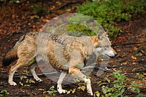 The gray wolf or grey wolf, Canis lupus