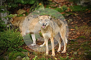 The gray wolf or grey wolf, Canis lupus