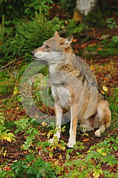 The gray wolf or grey wolf, Canis lupus