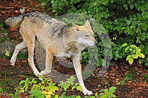The gray wolf or grey wolf, Canis lupus
