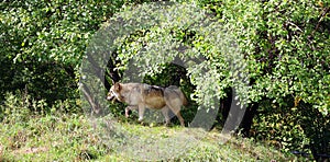 Gray wolf or grey wolf Canis lupus, also timber or western wolf