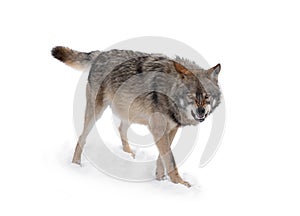 Gray wolf with a grin is isolated on a white