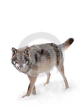 Gray wolf with a grin is isolated on a white photo