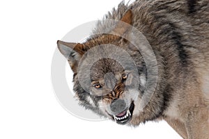 gray wolf with a grin is isolated on white background