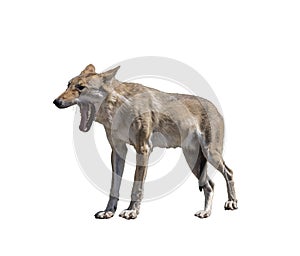 Gray wolf with grinning jaws isolated