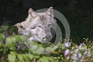 Gray Wolf Head Shot Into Camera