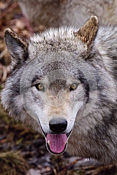 Gray Wolf Head Shot