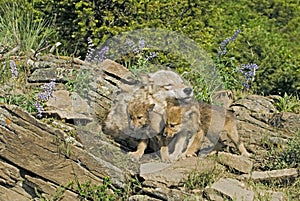 Gray wolf with her cubs