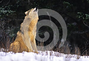 Gray Wolf Howling