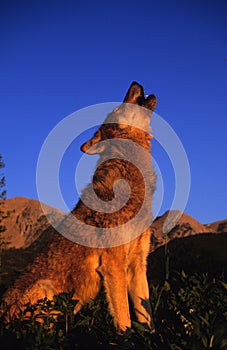 Gray Wolf Howling at Sunrise