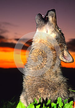 Gray Wolf Howling at Sunrise