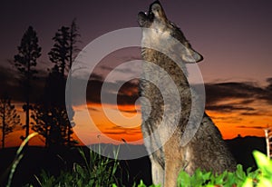 Gray Wolf Howling at Sunset