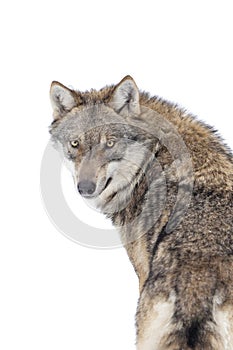 Gray wolf isolated