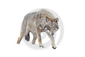 Gray Wolf is isolated on a white