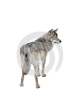 Gray wolf isolated on white