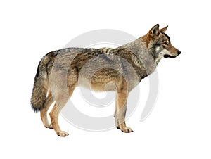 gray wolf isolated on white background