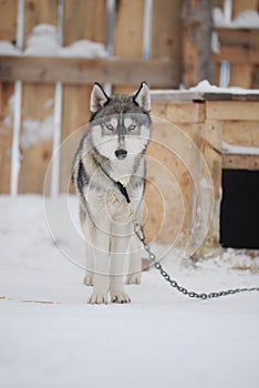 Gray wolf on a leash