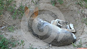 A gray wolf lies ina ground hole in a green forest in summer.