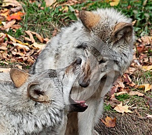 Gray Wolf Looking Inside Another Wolf's Mouth