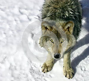 Gray Wolf Looking Up at You