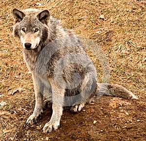 Gray Wolf Looking at You