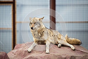 Gray wolf lying on the rock