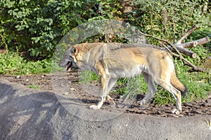 gray wolf with open jaws on the stone and looking into the distance