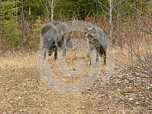 Gray Wolf Pair Walking