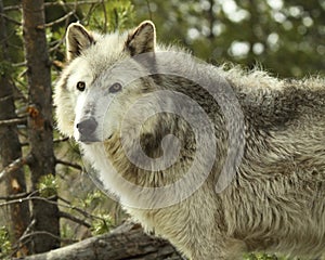 Gray Wolf Pausing