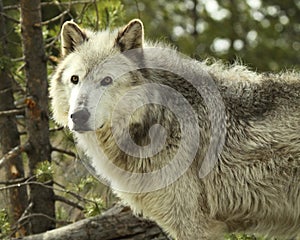 Gray Wolf Pausing photo