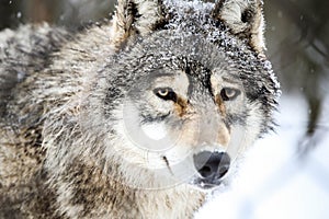 Gray wolf in winter snowing