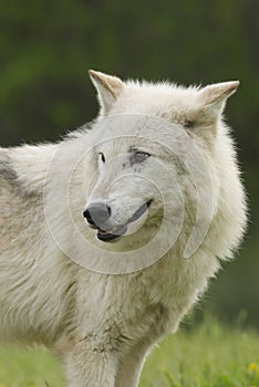 Gray Wolf portrait