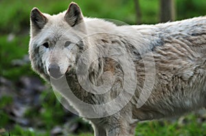 Gray wolf portrait