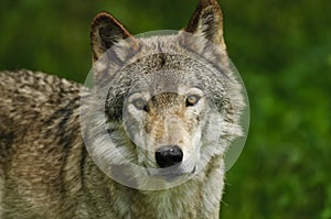 Gray Wolf Portrait with green background.