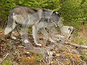 Gray Wolf on Prowl