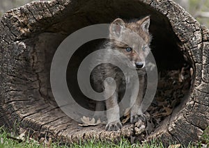 Gray Wolf Pup