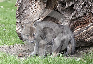 Gray wolf pup