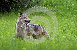 Gray Wolf with pup in green grass.