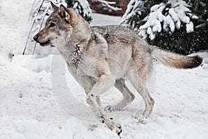 gray wolf quickly runs through the forest, a powerful impetuous wild beast in winter