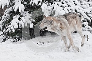 gray wolf quickly runs through the forest, a powerful impetuous wild beast in winter