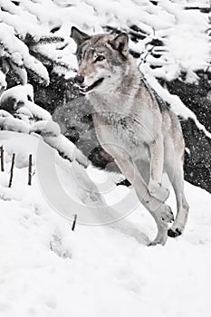 Gray wolf quickly runs through the forest, a powerful impetuous wild beast in winter