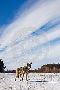 The gray wolf ran into the field and looks at us. Behind the forest and blue-blue sky