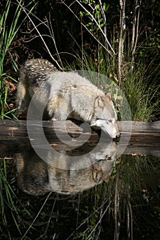 Gray Wolf Reflections