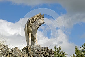 Gray wolf on ridgeline